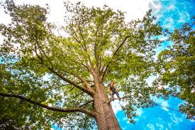 Best Aeration Services  in Biscayne Park, FL