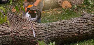 Best Fruit Tree Pruning  in Biscayne Park, FL