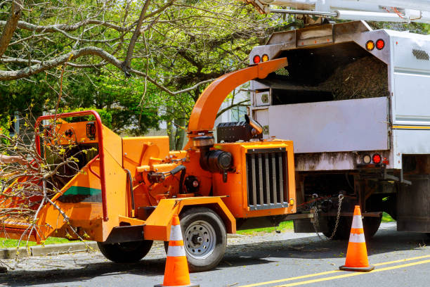 Best Tree Cabling and Bracing  in Biscayne Park, FL