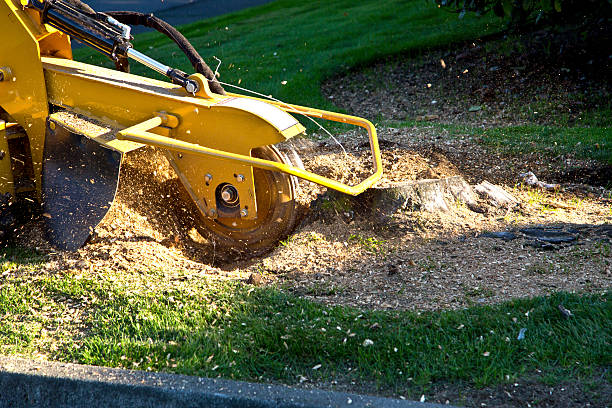 Best Lawn Irrigation Installation and Maintenance  in Biscayne Park, FL