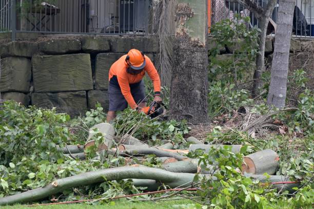 Best Storm Damage Tree Cleanup  in Biscayne Park, FL